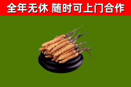 承德烟酒回收冬虫夏草.jpg